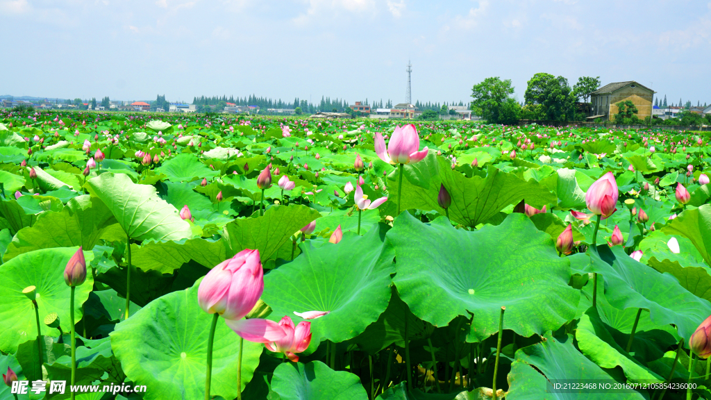 荷花池