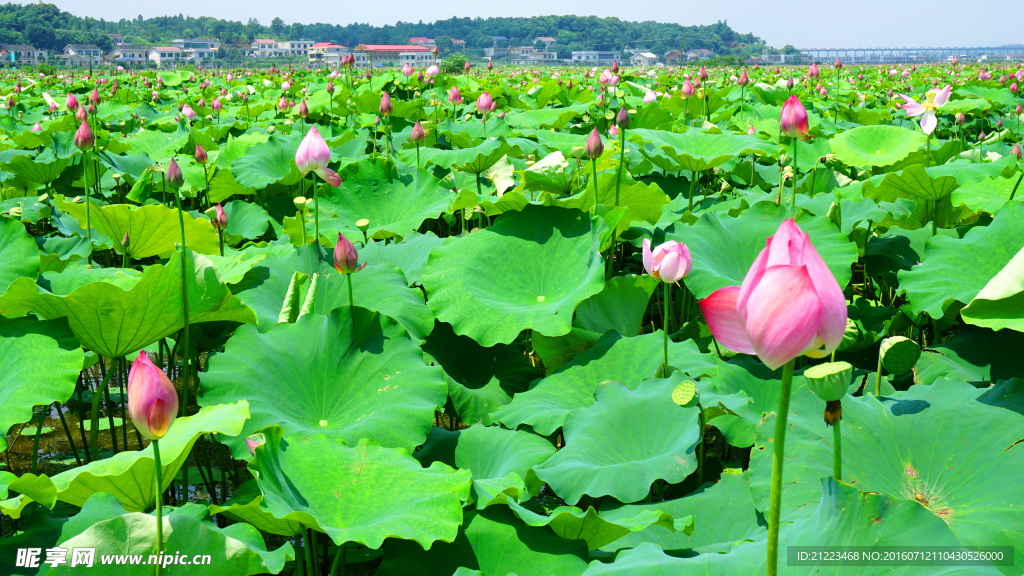 荷花池