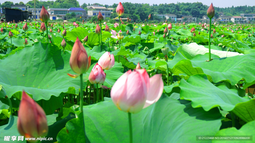 荷花池