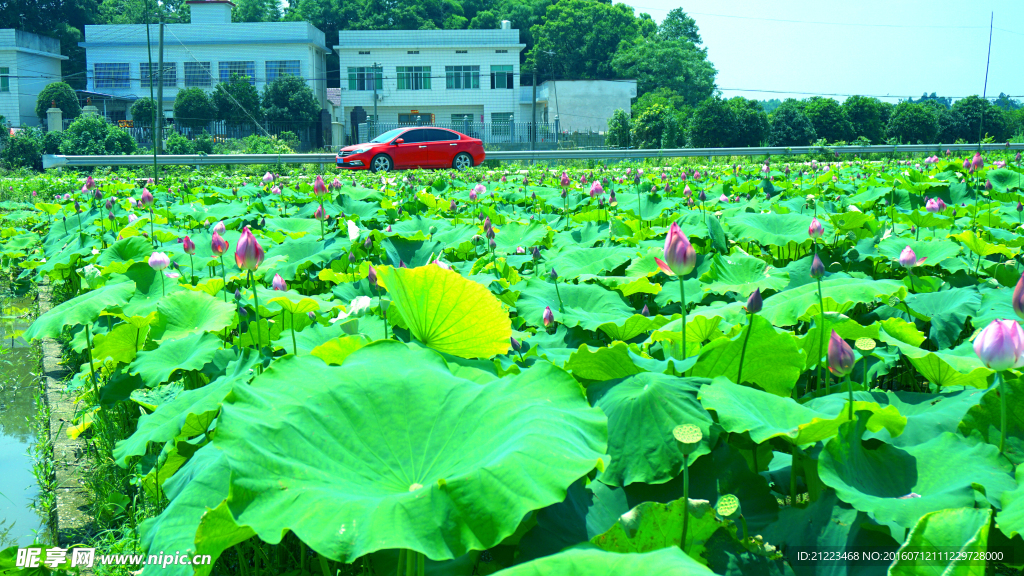 荷花池