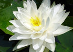 莲花  睡莲