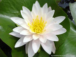 睡莲 莲花