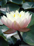 睡莲  莲花