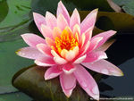 睡莲  莲花