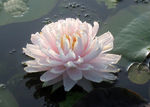 睡莲 莲花