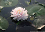 睡莲  莲花