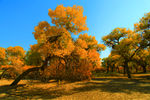 胡杨树