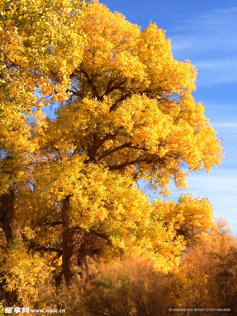 胡杨树