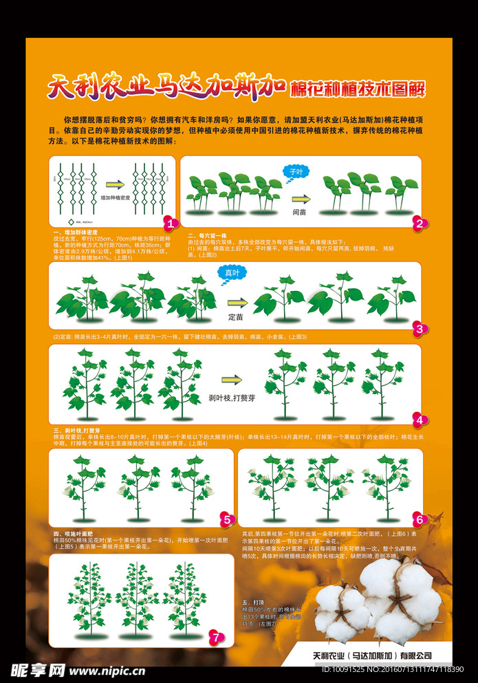 棉花种植海报