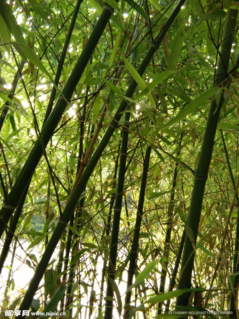 竹林
