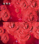 唯美玫瑰节日花飘炫彩庆祝视频