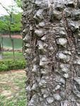 木棉