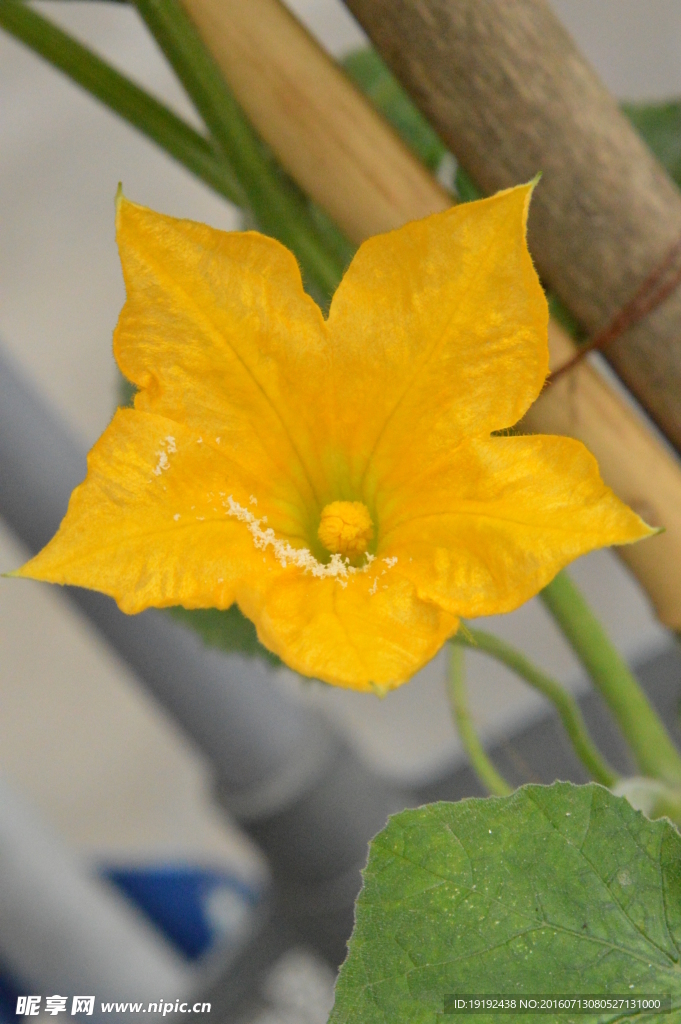 葫芦花儿