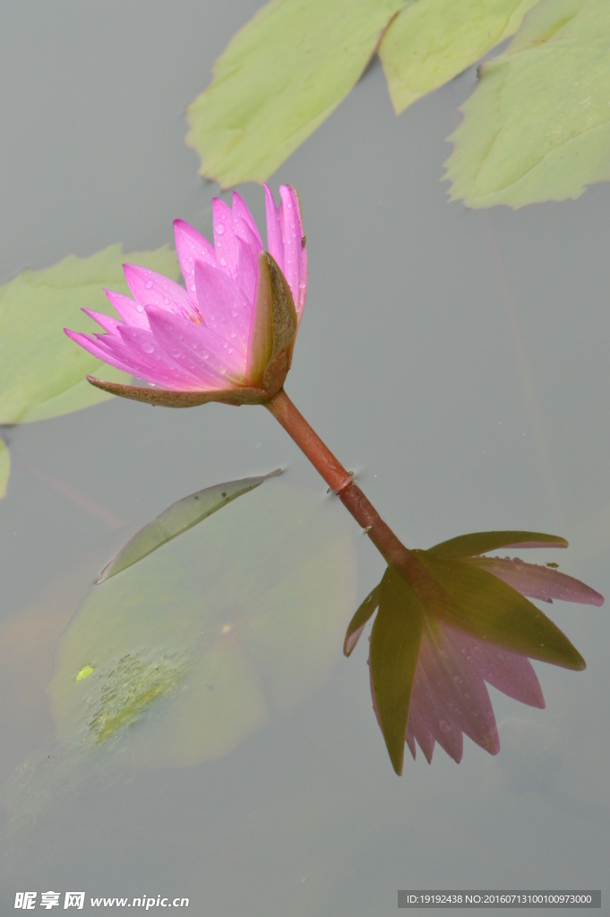 睡莲