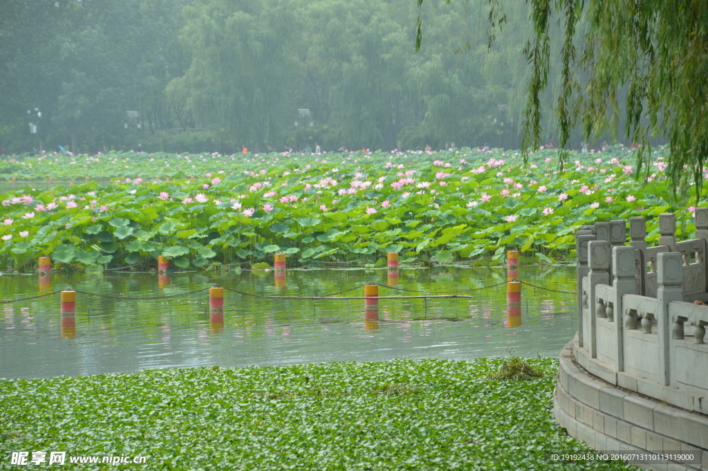 莲花池美景