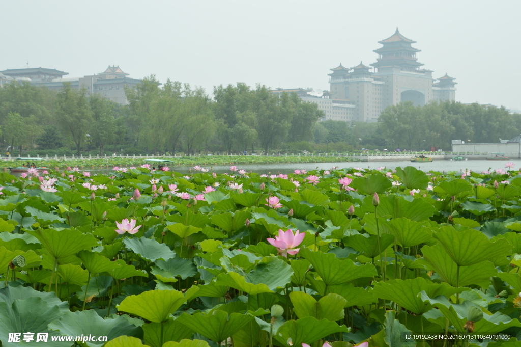 莲花池美景