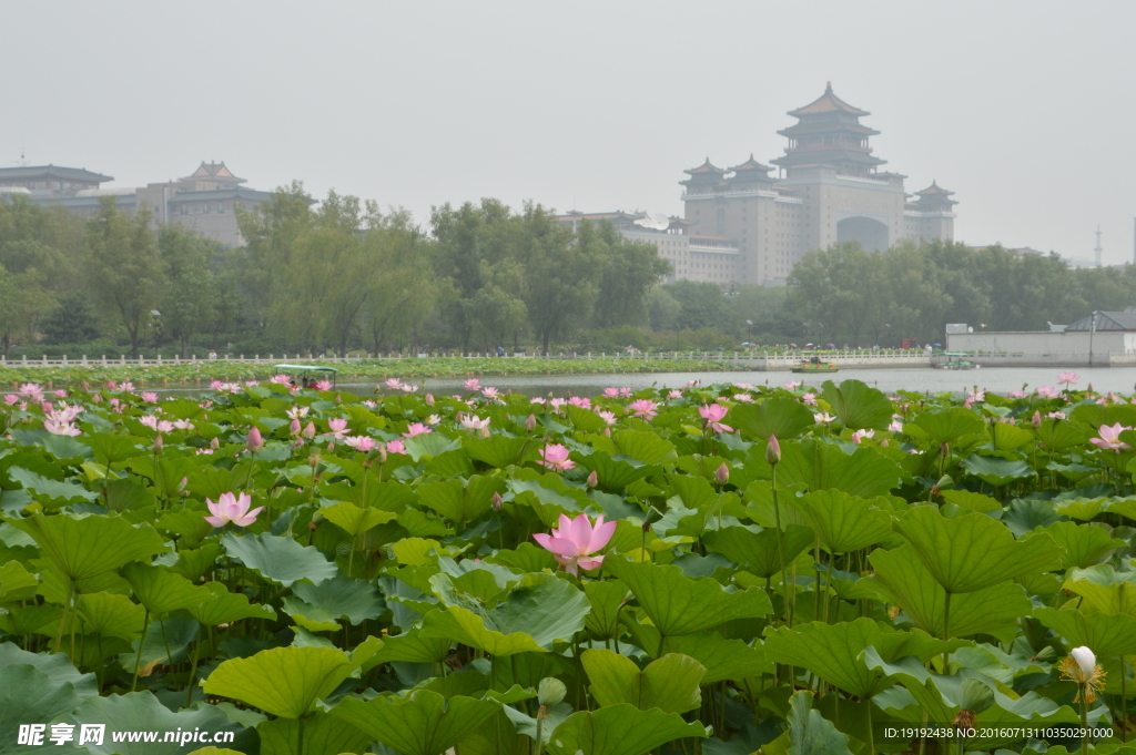 莲花池美景