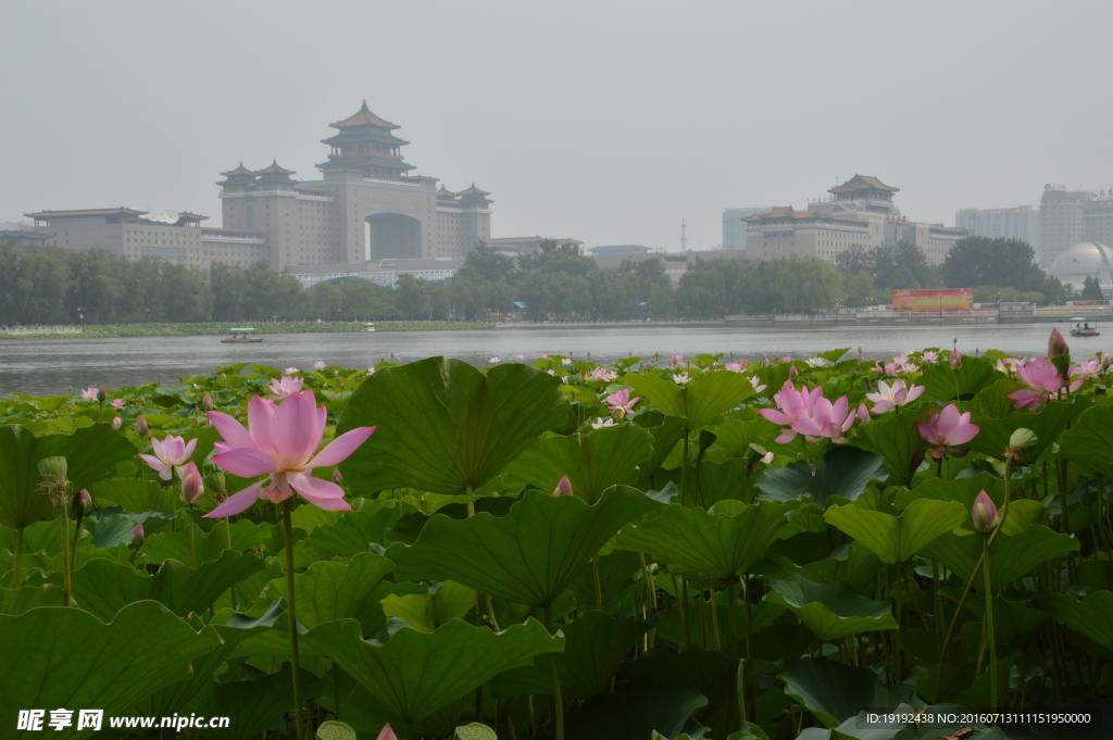 莲花池美景