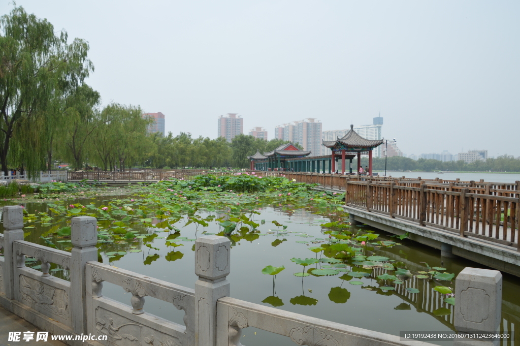 莲花池美景