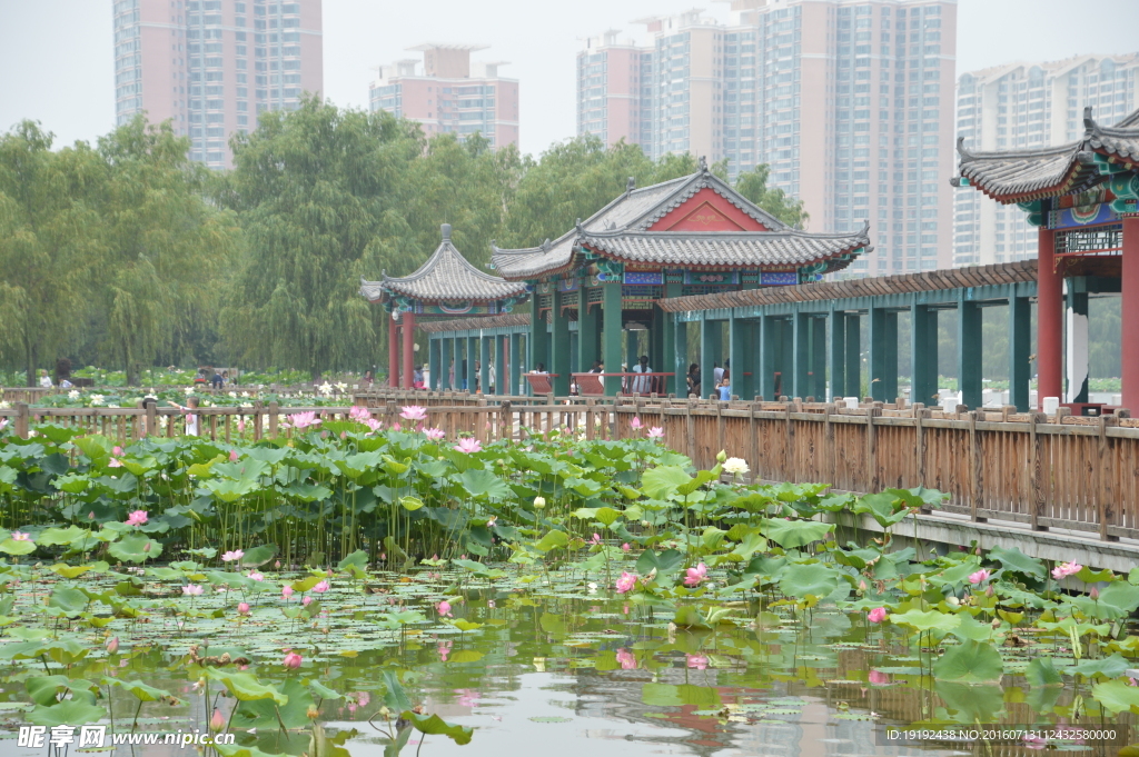 莲花池美景