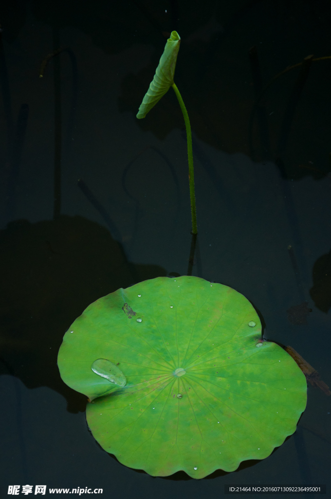 夏荷