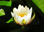 睡莲 莲花