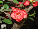 木棉花