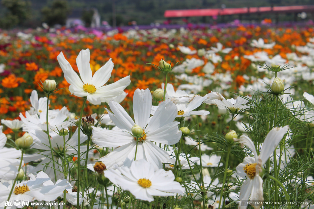 格桑花