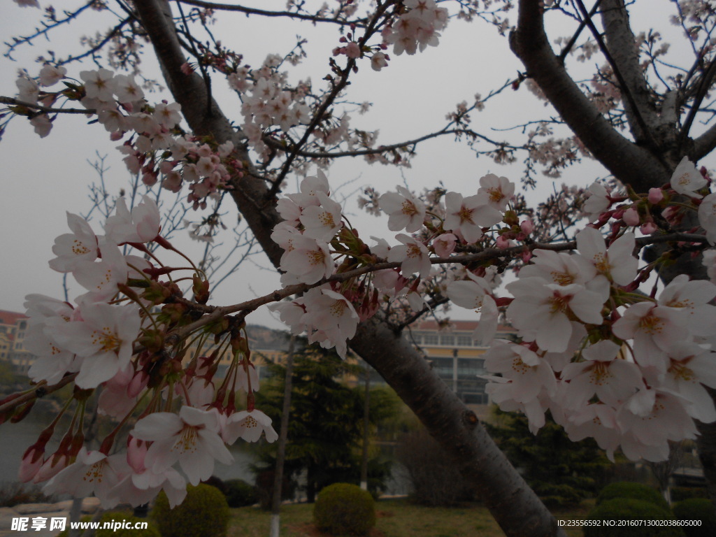 花枝