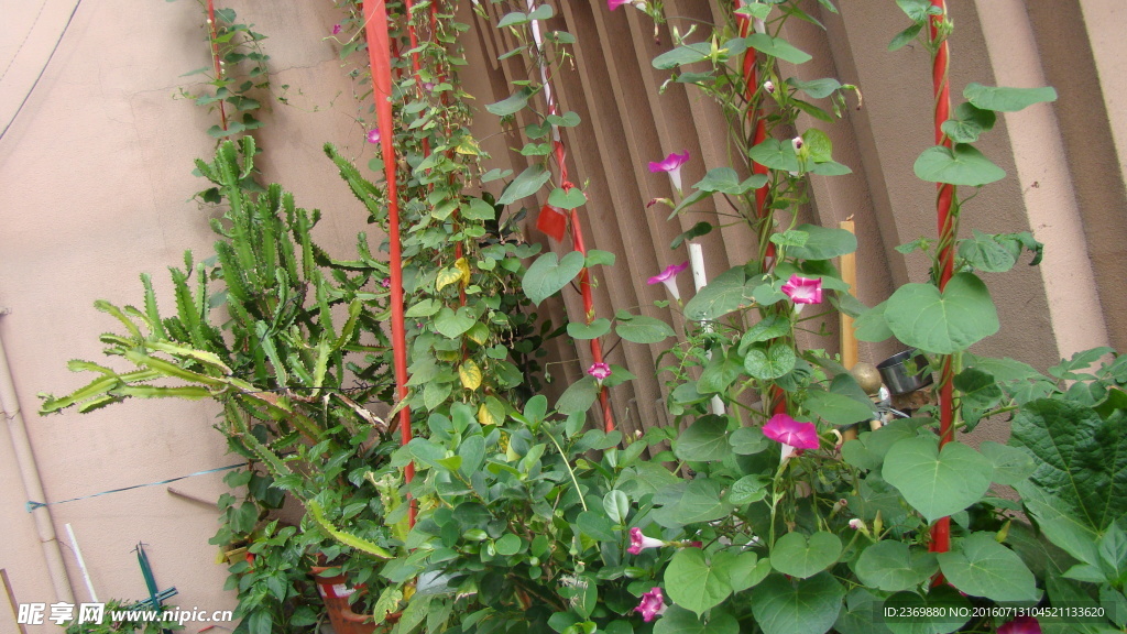 牵牛花