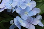蓝紫色花瓣