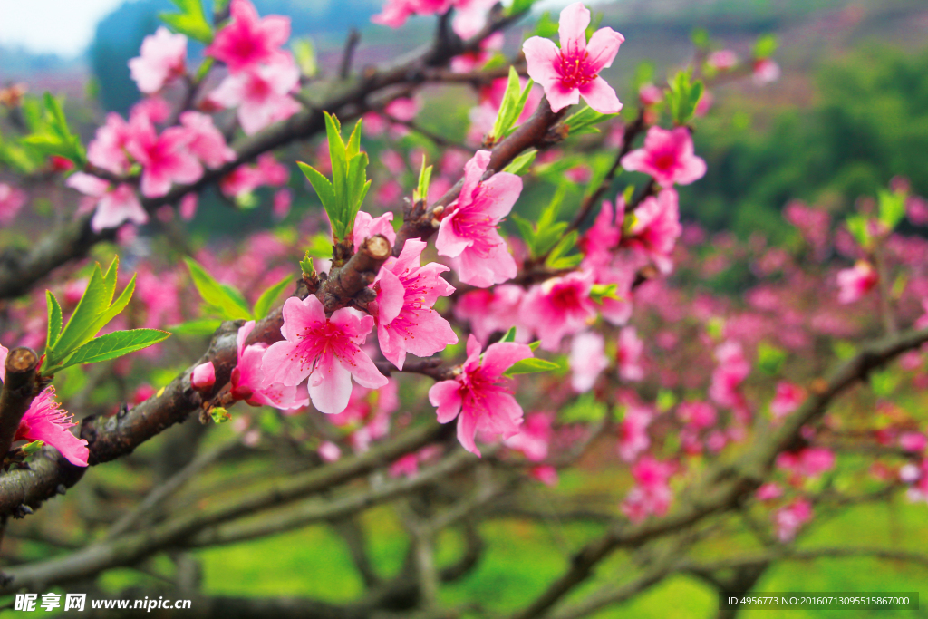 桃花