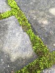 小草