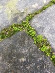 小草