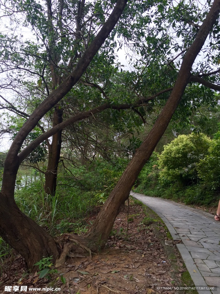 树林
