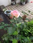 月季花