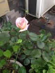 月季花