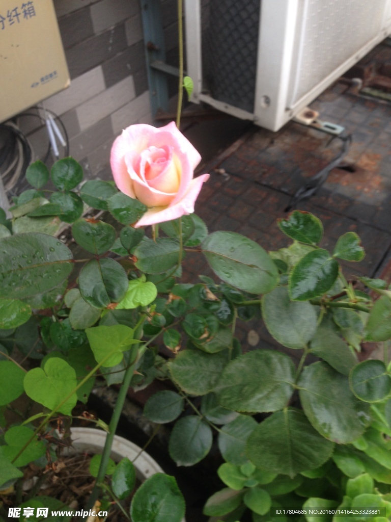 月季花