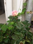月季花