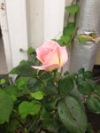 月季花