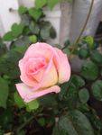 月季花