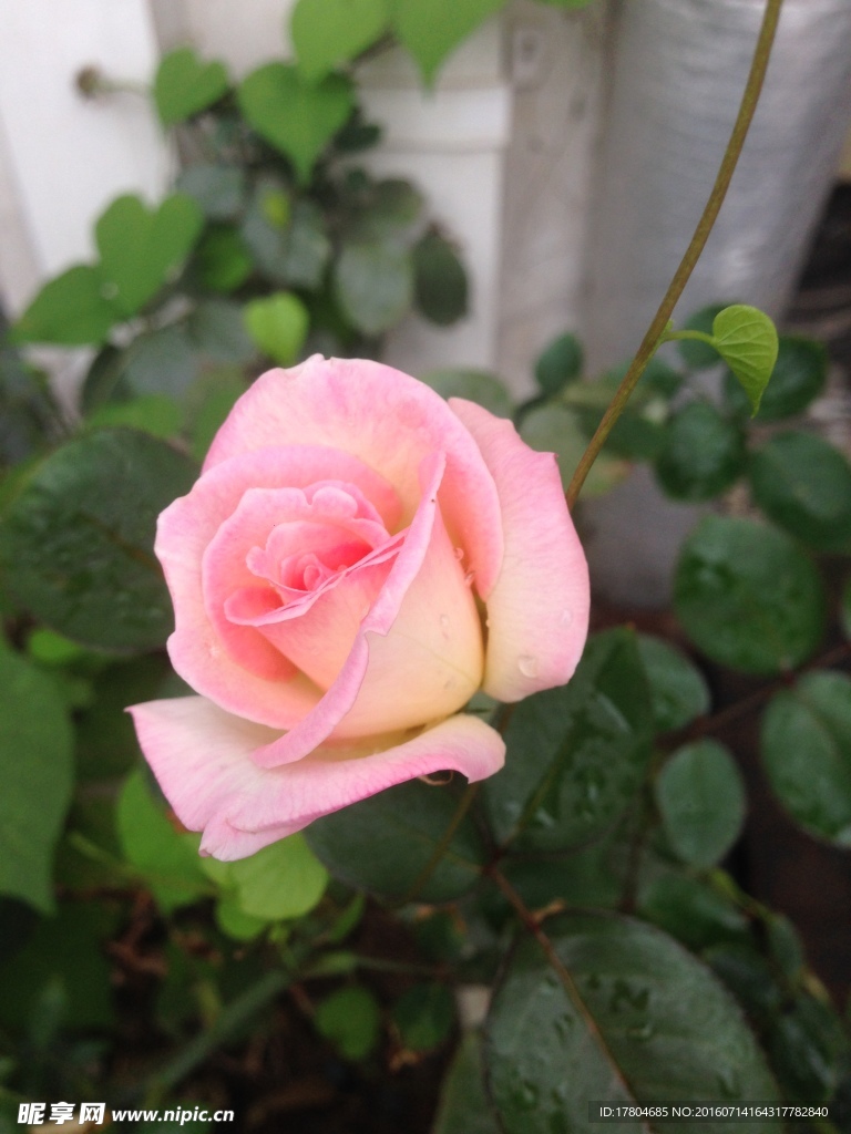月季花