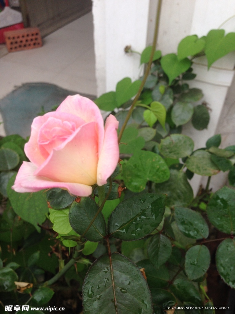 月季花