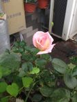 月季花