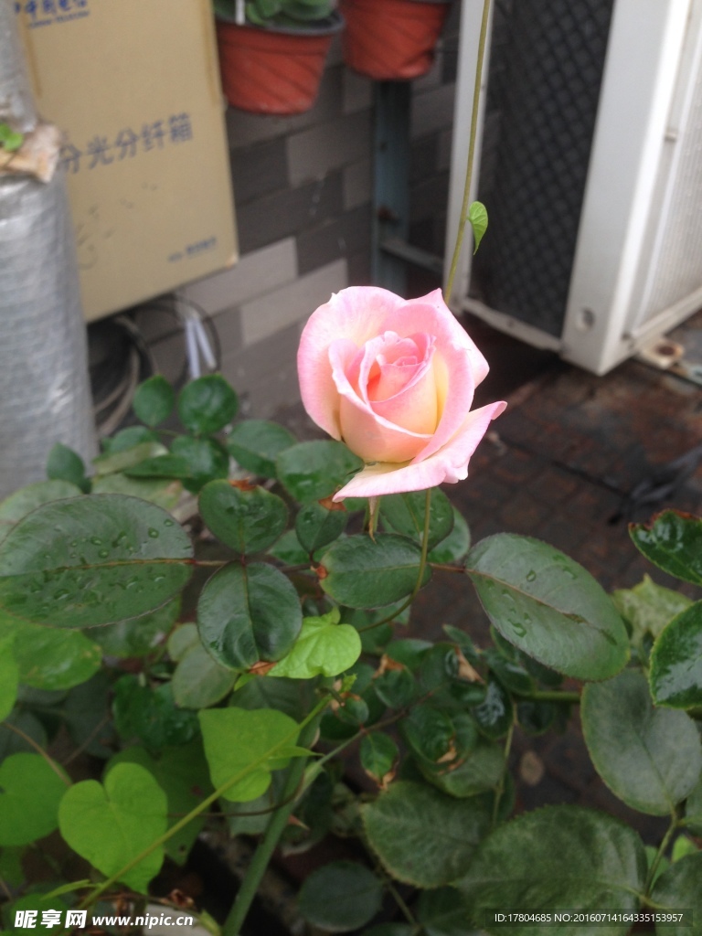 月季花
