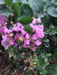 紫薇花