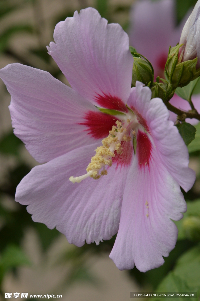 木槿花