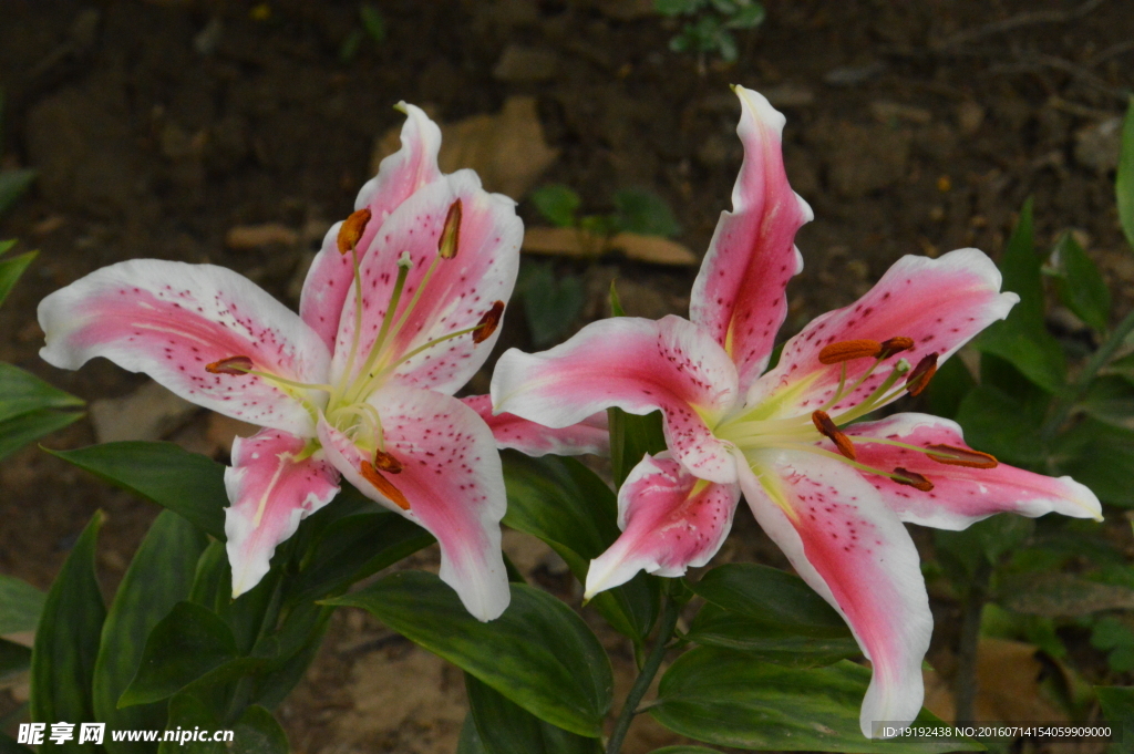 百合花