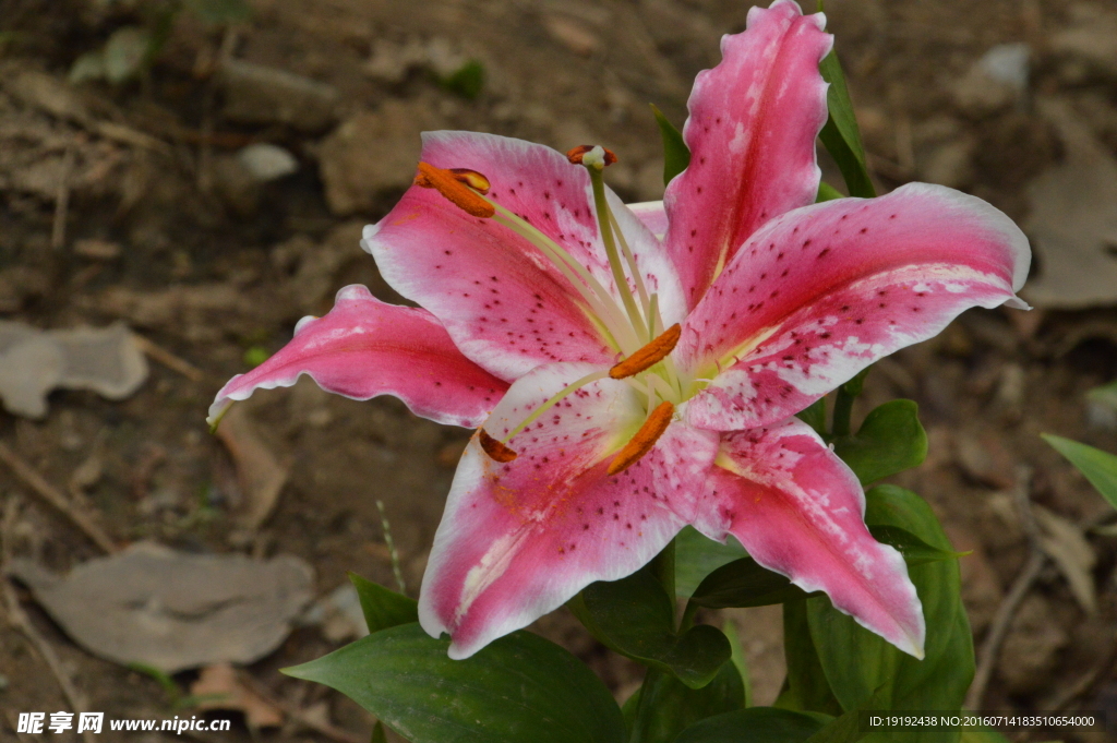 百合花