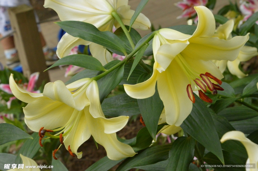 百合花